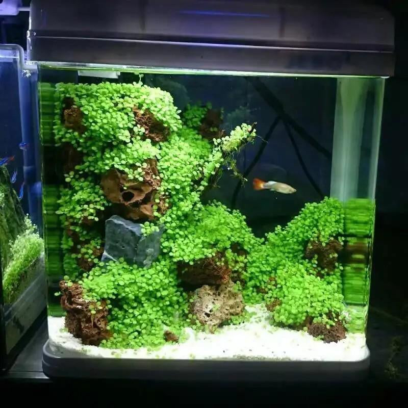 🌿 Aquarium Foreground Quick-Seed Mini Leaf Grass – 10g