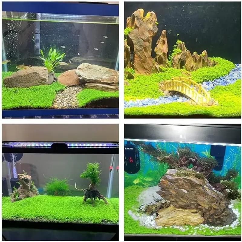 🌿 Aquarium Foreground Quick-Seed Mini Leaf Grass – 10g