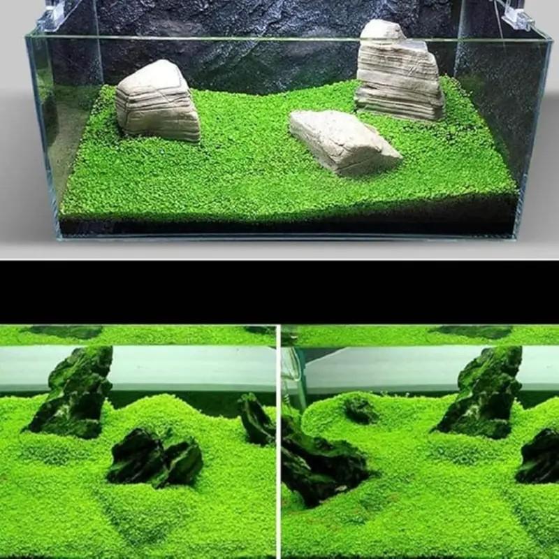 🌿 Aquarium Foreground Quick-Seed Mini Leaf Grass – 10g