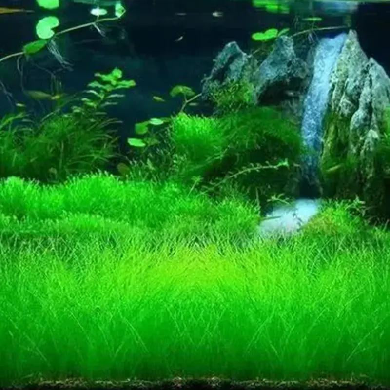 🌿 Aquarium Foreground Quick-Seed Mini Leaf Grass – 10g