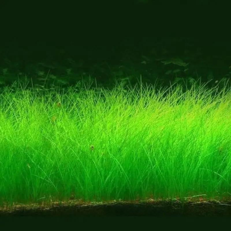 🌿 Aquarium Foreground Quick-Seed Mini Leaf Grass – 10g