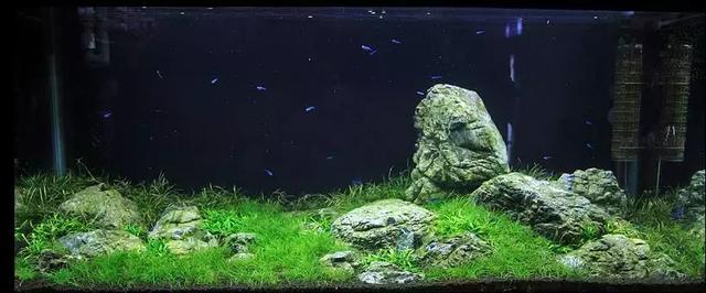 🌿 Aquarium Foreground Quick-Seed Mini Leaf Grass – 10g