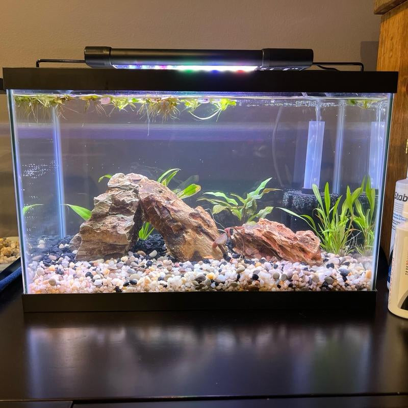 🐠 5 Gallon Aquarium Tank – Compact, Affordable, and Perfect for Beginners