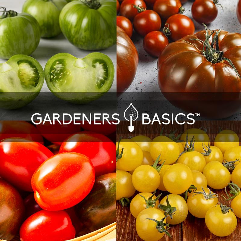 🌿 The Ultimate Heirloom Tomato Seed Variety Pack – 16 Non-GMO Varieties for Your Home Garden
